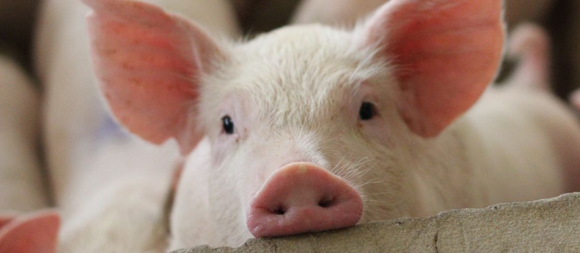 Foto: shutterstock Mastschweine auf einer großen kommerziellen Schweinezuchtfarm schauen auf die Kameras in der Schweinefarm