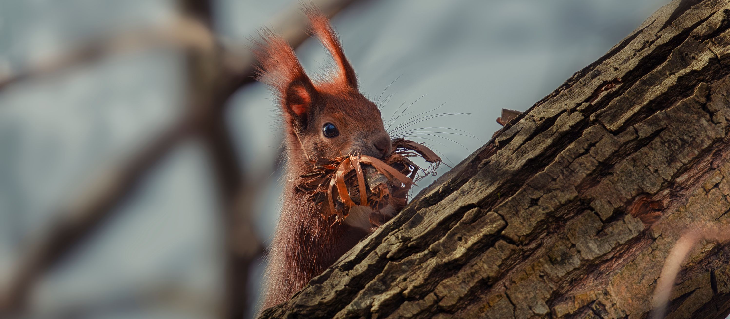 Foto: René Schattenberg. Eichhörnchen im Barnim
