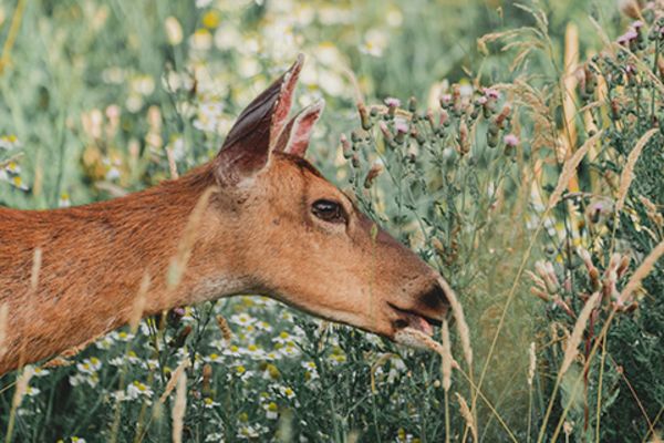 Eine wunderschöne Aufnahme eines wilden braunhaarigen Hirsches auf einem grünen Hügel in einem Wald