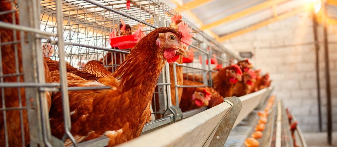 Foto: shutterstock Eierfarm bei Sonnenuntergang mit roten Hühnern