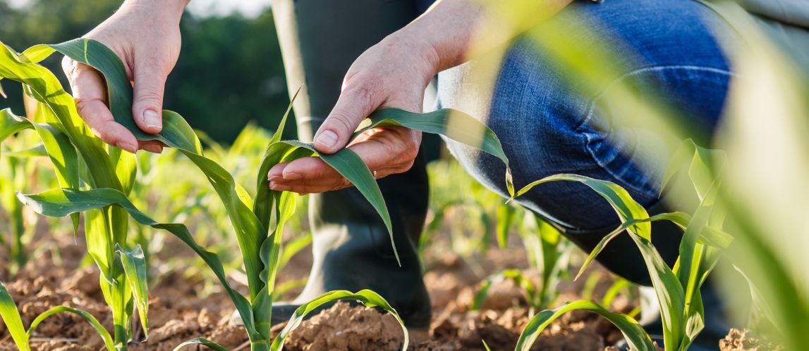 Foto: shutterstock Landwirt untersucht Maispflanze auf dem Feld. Landwirtschaftliche Tätigkeit auf Ackerland. Agronomin untersucht Maissetzling
