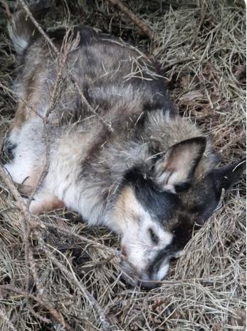 Foto: Landkreis Barnim/Veterinäramt