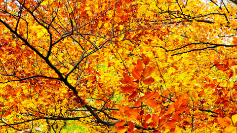 Foto: Herbstlaub / D. von Bode