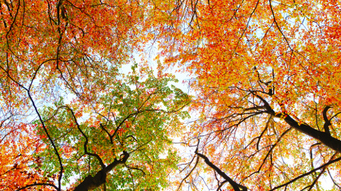 Foto: Herbstbäume / D. von Bode