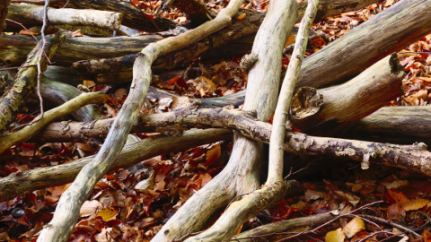 Foto: Herbst / Holz / D. von Bode