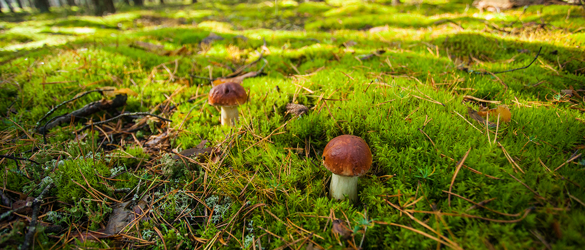 Foto: shutterstock Zwei, Steinpilze, Auf, Einer, Grünen, Wiese, Im, Wald