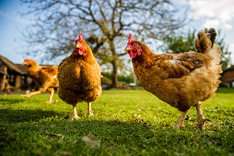 Free,Range,Chicken,On,A,Traditional,Poultry,Farm
