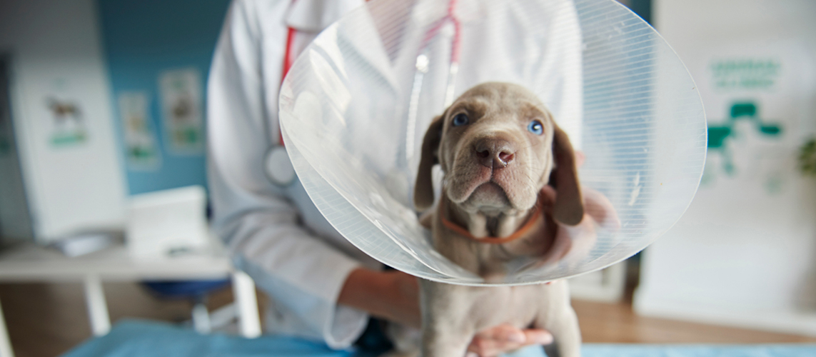 Hund mit Halskrause beim Arzt
